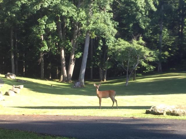 A deer in the park