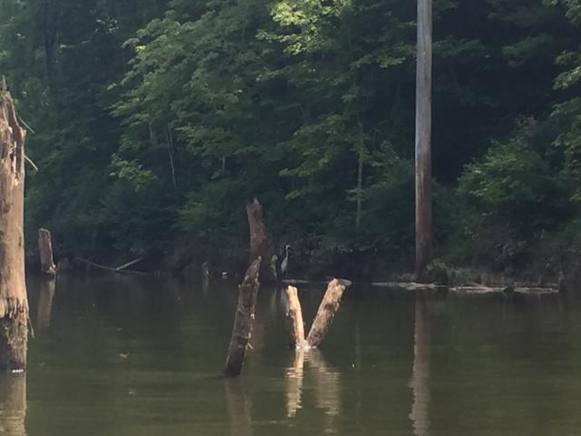 trees by a lake