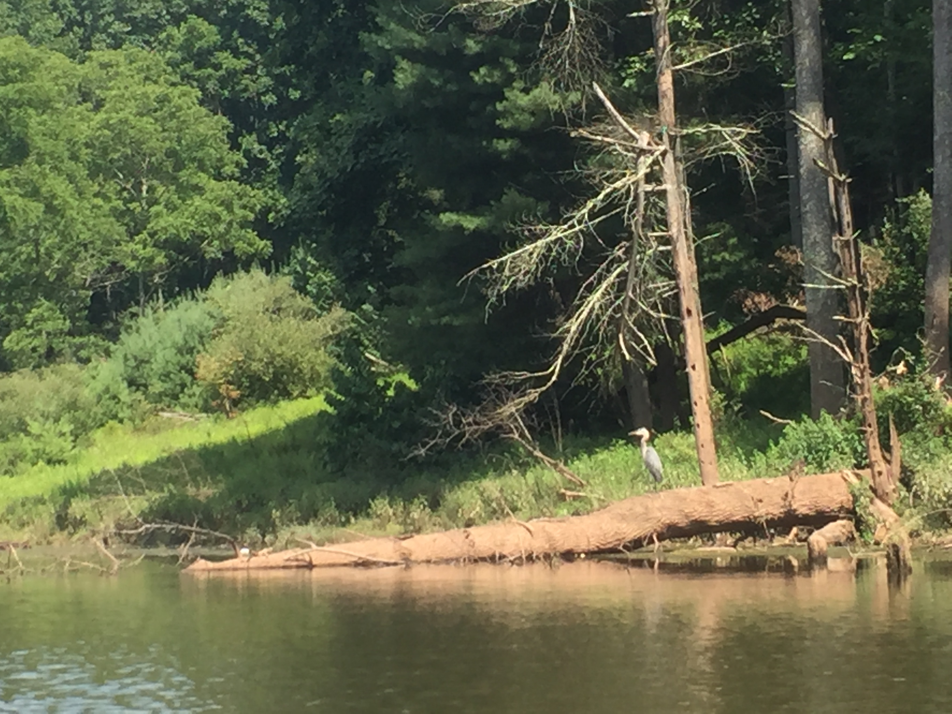 a bird along the water