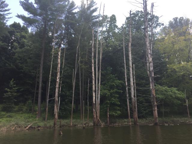 trees along a lake