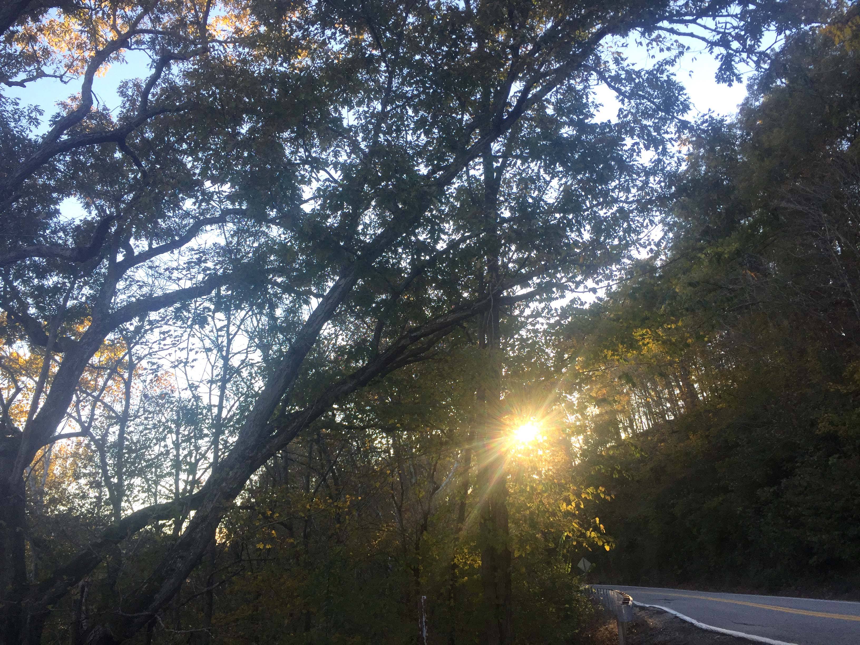 sun shining through trees