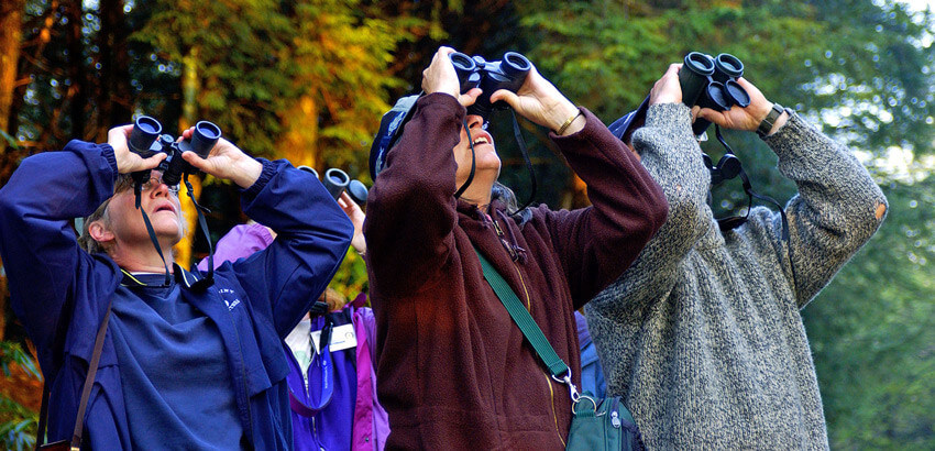 People watchin birds with binoculars