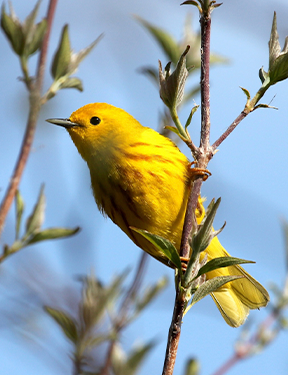 Yellow warbler