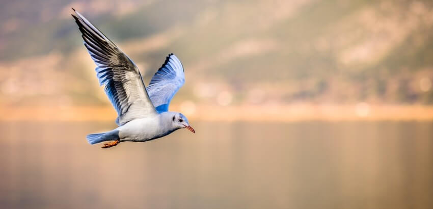 Close up of a bird flying