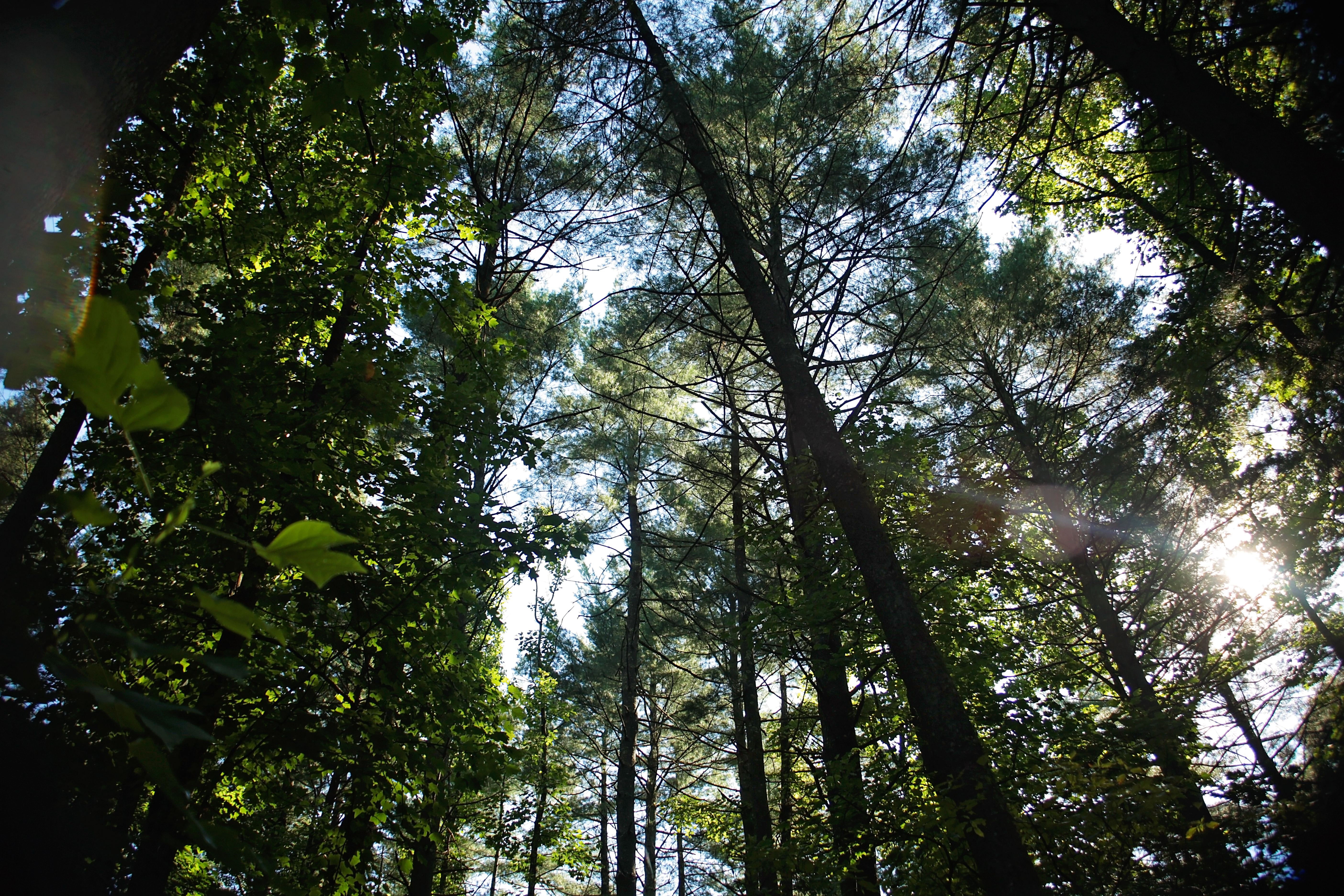 the forest canopy