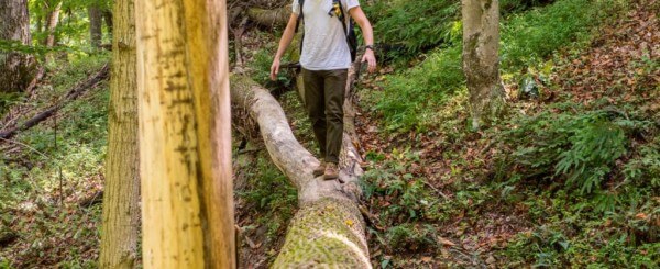 hiker walking on a down tree