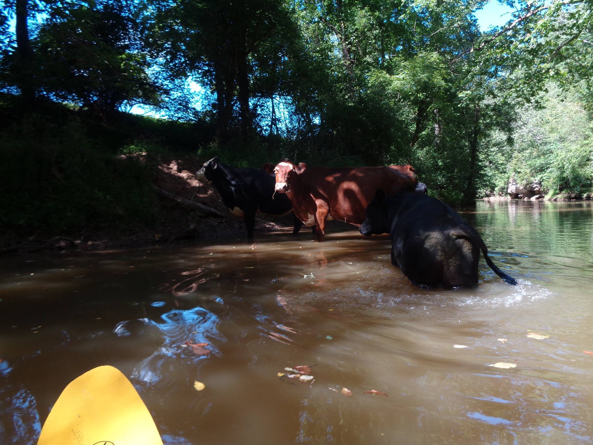 kayaking on a river with cattle in the river