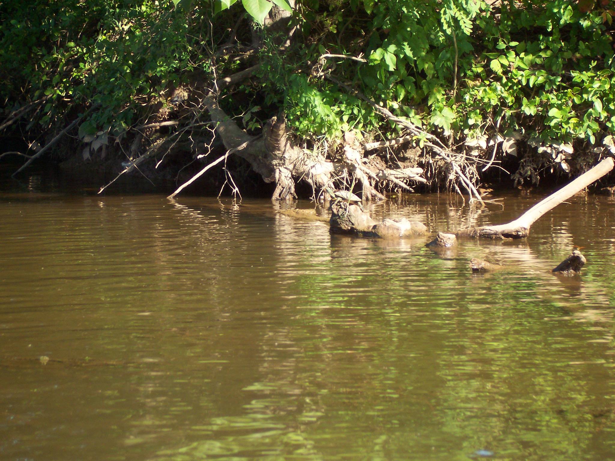 trees in the river