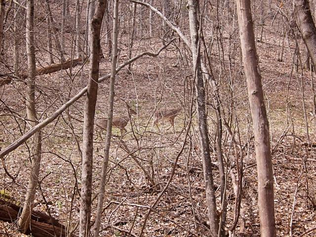 Wildlife along the Horseback Riding Trails