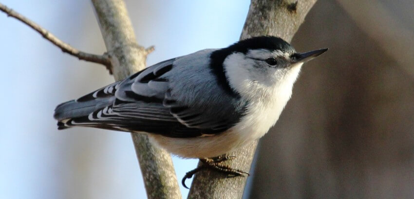 close up of a white-breasted nuthatch