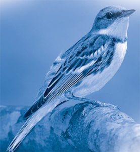 Blue Headed Vireo