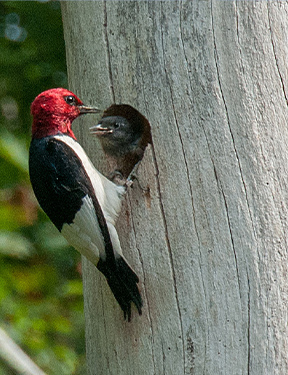 Birds on a tree