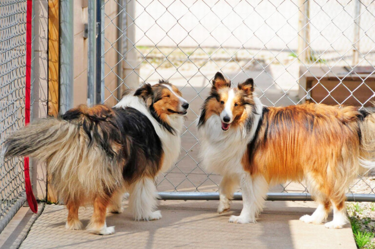 winding road kennels 768x510