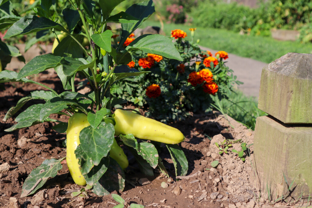 Peppers at the Plants at the Point Community Garden